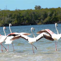 Bird Watching at Rio Azul Mozambique