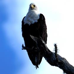 Bird Watching | Rio Azul