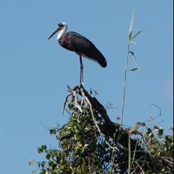 Bird Watching | Rio Azul