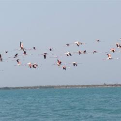 Bird Watching | Rio Azul
