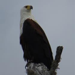 Bird Watching | Rio Azul