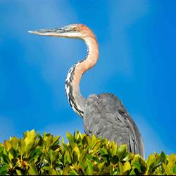 56 GOLIATHHERON1