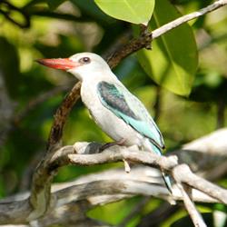 Bird Watching | Rio Azul