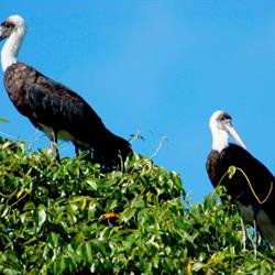 WOOLYNECKED STORK1.jpg